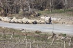 Flocks in Colosse
