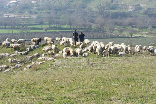 Flocks in Laodocia
