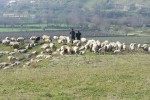 Flocks in Laodocia