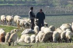 Shepherd near Laodocia