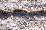 Catapillar train, Athens