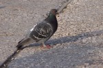 Street Pigeon, Athens