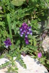 Delphi Ground Cover