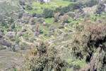 Patmos terraced hillside